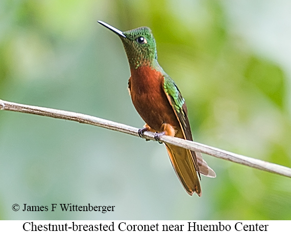 Chestnut-breasted Coronet - &copy; James F Wittenberger and Exotic Birding LLC