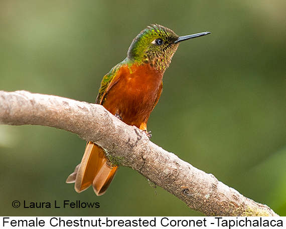 Chestnut-breasted Coronet - © The Photographer and Exotic Birding LLC