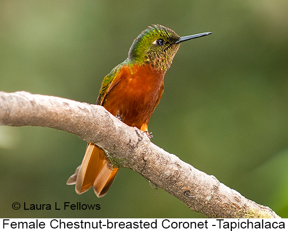 Chestnut-breasted Coronet - © James F Wittenberger and Exotic Birding LLC Chestnut-breasted Coronet - © James F Wittenberger and Exotic Birding LLC