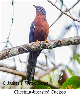 Chestnut-breasted Cuckoo - © James F Wittenberger and Exotic Birding LLC