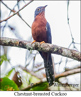 Chestnut-breasted Cuckoo - © James F Wittenberger and Exotic Birding LLC Chestnut-breasted Cuckoo - © James F Wittenberger and Exotic Birding LLC