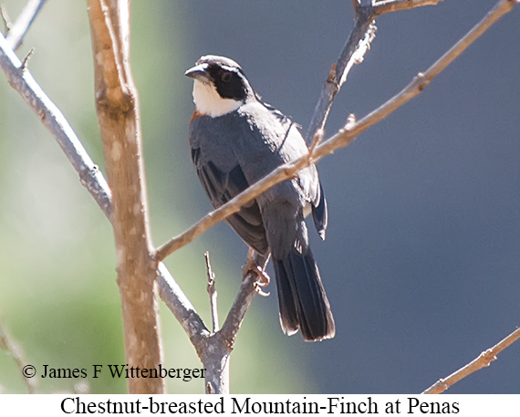 Chestnut-breasted Mountain-Finch - &copy; James F Wittenberger and Exotic Birding LLC