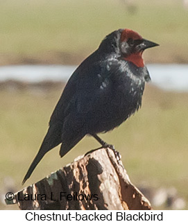 Chestnut-capped Blackbird - © Laura L Fellows and Exotic Birding LLC