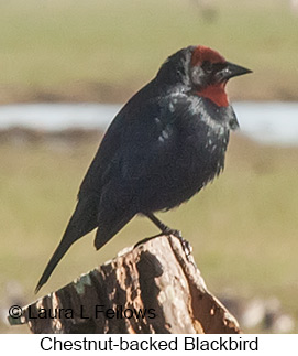 Chestnut-capped Blackbird - © Laura L Fellows and Exotic Birding LLC Chestnut-capped Blackbird - © Laura L Fellows and Exotic Birding LLC