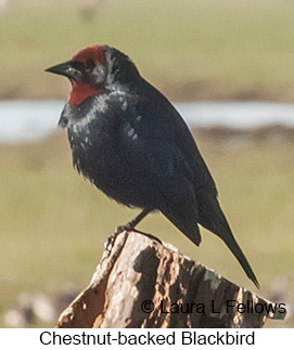 Chestnut-capped Blackbird - © Laura L Fellows and Exotic Birding LLC