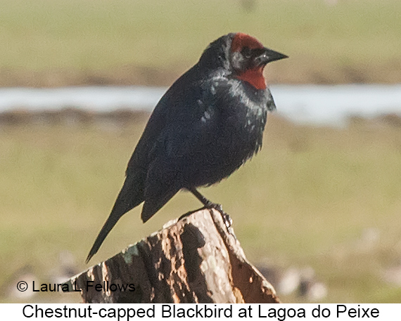 Chestnut-capped Blackbird - © Laura L Fellows and Exotic Birding LLC