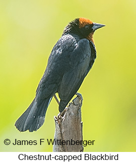 Chestnut-capped Blackbird - © James F Wittenberger and Exotic Birding LLC