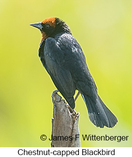 Chestnut-capped Blackbird - © James F Wittenberger and Exotic Birding LLC