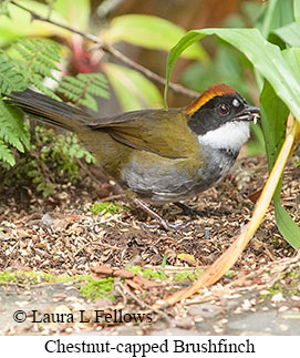 Chestnut-capped Brushfinch - © Laura L Fellows and Exotic Birding LLC