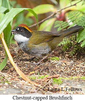 Chestnut-capped Brushfinch - © Laura L Fellows and Exotic Birding LLC Chestnut-capped Brushfinch - © Laura L Fellows and Exotic Birding LLC