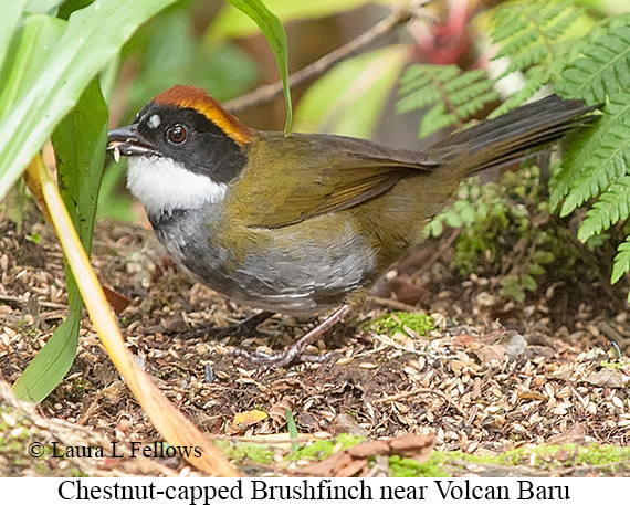Chestnut-capped Brushfinch - © Laura L Fellows and Exotic Birding LLC Chestnut-capped Brushfinch - © Laura L Fellows and Exotic Birding LLC