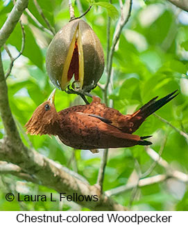 Chestnut-colored Woodpecker - © Laura L Fellows and Exotic Birding LLC