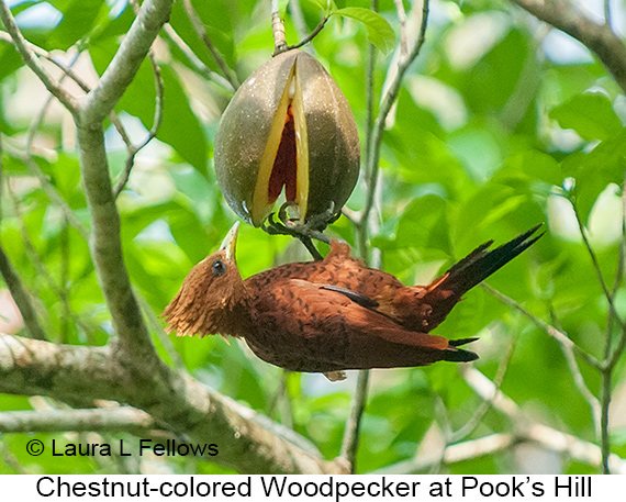 Chestnut-colored Woodpecker - © Laura L Fellows and Exotic Birding LLC