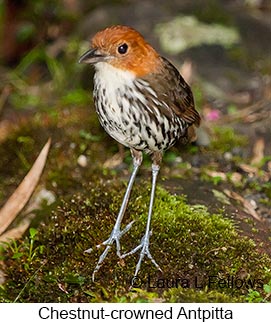 Chestnut-crowned Antpitta - &copy; Laura L Fellows and Exotic Birding Tours