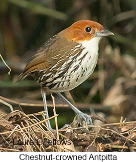 Chestnut-crowned Antpitta - © Laura L Fellows and Exotic Birding LLC