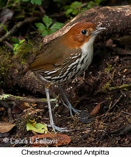 Chestnut-crowned Antpitta - © Laura L Fellows and Exotic Birding LLC