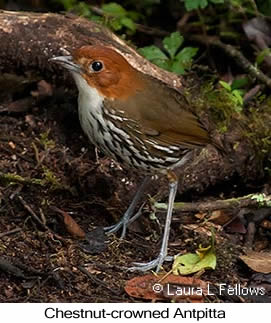 Chestnut-crowned Antpitta - © Laura L Fellows and Exotic Birding LLC