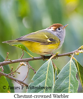 Chestnut-crowned Warbler - © James F Wittenberger and Exotic Birding LLC Chestnut-crowned Warbler - © James F Wittenberger and Exotic Birding LLC