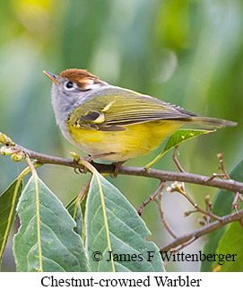 Chestnut-crowned Warbler - © James F Wittenberger and Exotic Birding LLC