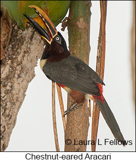 Chestnut-eared Aracari - © Laura L Fellows and Exotic Birding LLC