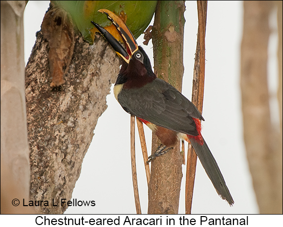 Chestnut-eared Aracari - © Laura L Fellows and Exotic Birding LLC