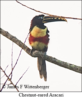 Chestnut-eared Aracari - © James F Wittenberger and Exotic Birding LLC