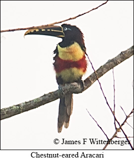 Chestnut-eared Aracari - © James F Wittenberger and Exotic Birding LLC Chestnut-eared Aracari - © James F Wittenberger and Exotic Birding LLC