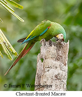Chestnut-fronted Macaw - © James F Wittenberger and Exotic Birding LLC Chestnut-fronted Macaw - © James F Wittenberger and Exotic Birding LLC