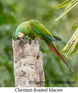 Chestnut-fronted Macaw - © James F Wittenberger and Exotic Birding LLC