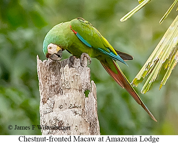 Chestnut-fronted Macaw - © James F Wittenberger and Exotic Birding LLC