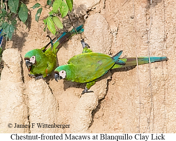 Chestnut-fronted Macaw - © James F Wittenberger and Exotic Birding LLC