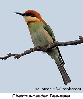 Chestnut-headed Bee-eater - © James F Wittenberger and Exotic Birding LLC