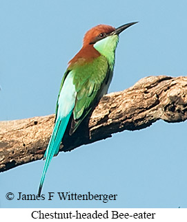 Chestnut-headed Bee-eater - © James F Wittenberger and Exotic Birding LLC