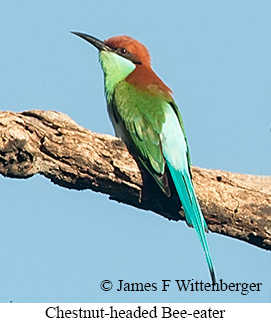 Chestnut-headed Bee-eater - &copy; James F Wittenberger and Exotic Birding LLC