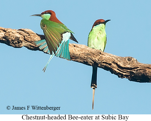 Chestnut-headed Bee-eater - © James F Wittenberger and Exotic Birding LLC