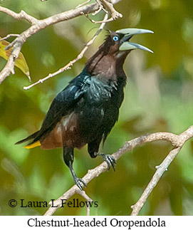 Chestnut-headed Oropendola - © Laura L Fellows and Exotic Birding LLC