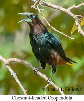 Chestnut-headed Oropendola - © Laura L Fellows and Exotic Birding LLC Chestnut-headed Oropendola - © Laura L Fellows and Exotic Birding LLC