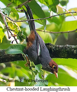 Chestnut-hooded Laughingthrush - © James F Wittenberger and Exotic Birding LLC