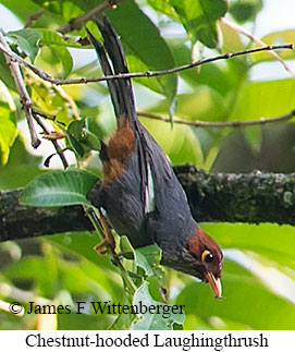 Chestnut-hooded Laughingthrush - © James F Wittenberger and Exotic Birding LLC Chestnut-hooded Laughingthrush - © James F Wittenberger and Exotic Birding LLC