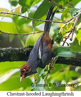 Chestnut-hooded Laughingthrush - © James F Wittenberger and Exotic Birding LLC