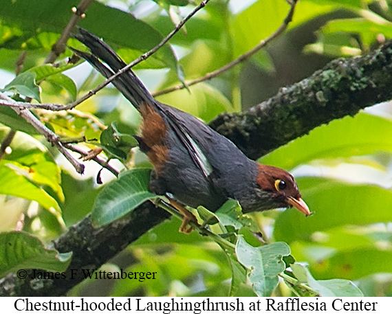 Chestnut-hooded Laughingthrush - © James F Wittenberger and Exotic Birding LLC Chestnut-hooded Laughingthrush - © James F Wittenberger and Exotic Birding LLC