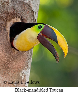 Chestnut-mandibled Toucan - &copy; Laura L Fellows and Exotic Birding Tours