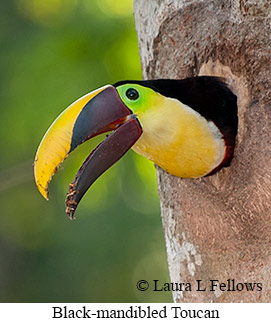 Chestnut-mandibled Toucan - © Laura L Fellows and Exotic Birding LLC