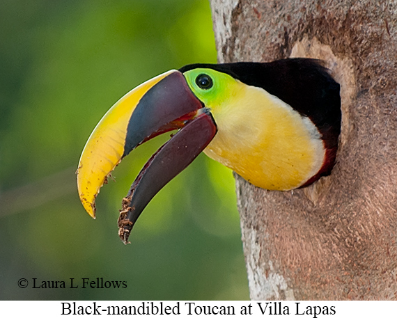 Chestnut-mandibled Toucan - © Laura L Fellows and Exotic Birding LLC