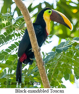 Chestnut-mandibled Toucan - &copy; Laura L Fellows and Exotic Birding Tours
