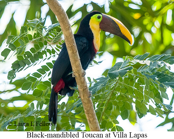 Chestnut-mandibled Toucan - © Laura L Fellows and Exotic Birding LLC