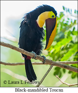 Chestnut-mandibled Toucan - © Laura L Fellows and Exotic Birding LLC