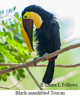 Chestnut-mandibled Toucan - © Laura L Fellows and Exotic Birding LLC