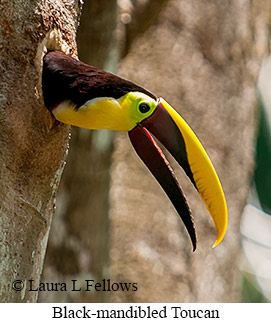 Chestnut-mandibled Toucan - © Laura L Fellows and Exotic Birding LLC