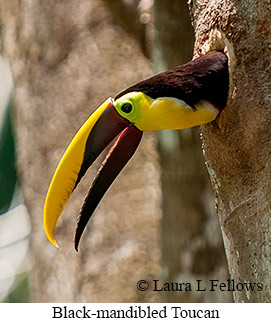 Chestnut-mandibled Toucan - © Laura L Fellows and Exotic Birding LLC